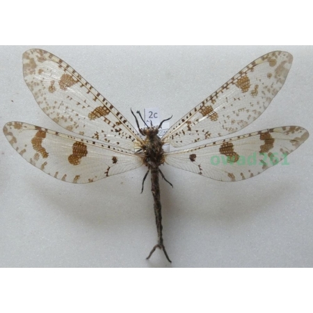 Myrmeleon libelluloides (Linnaeus, 1764) Albania2c